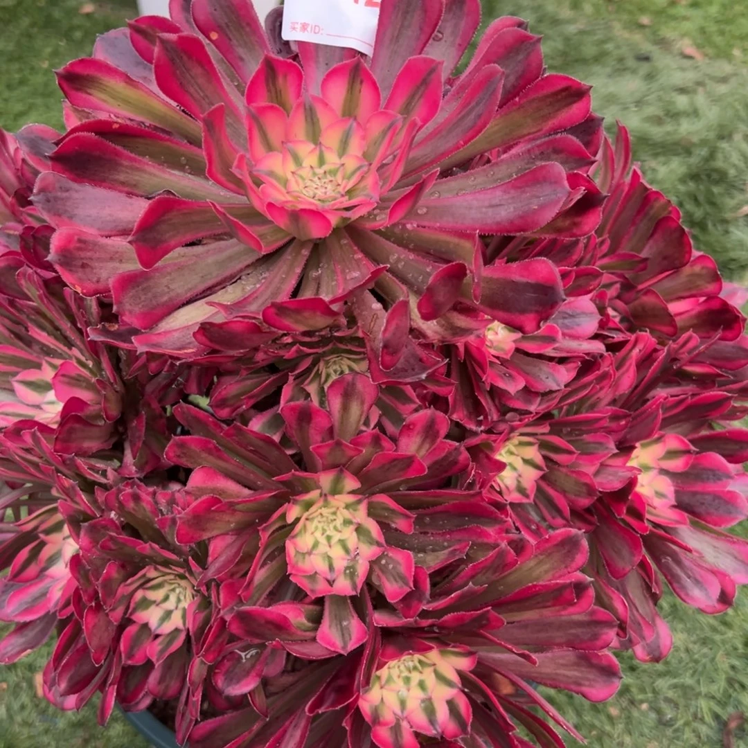 242，红铜白多肉植物法师