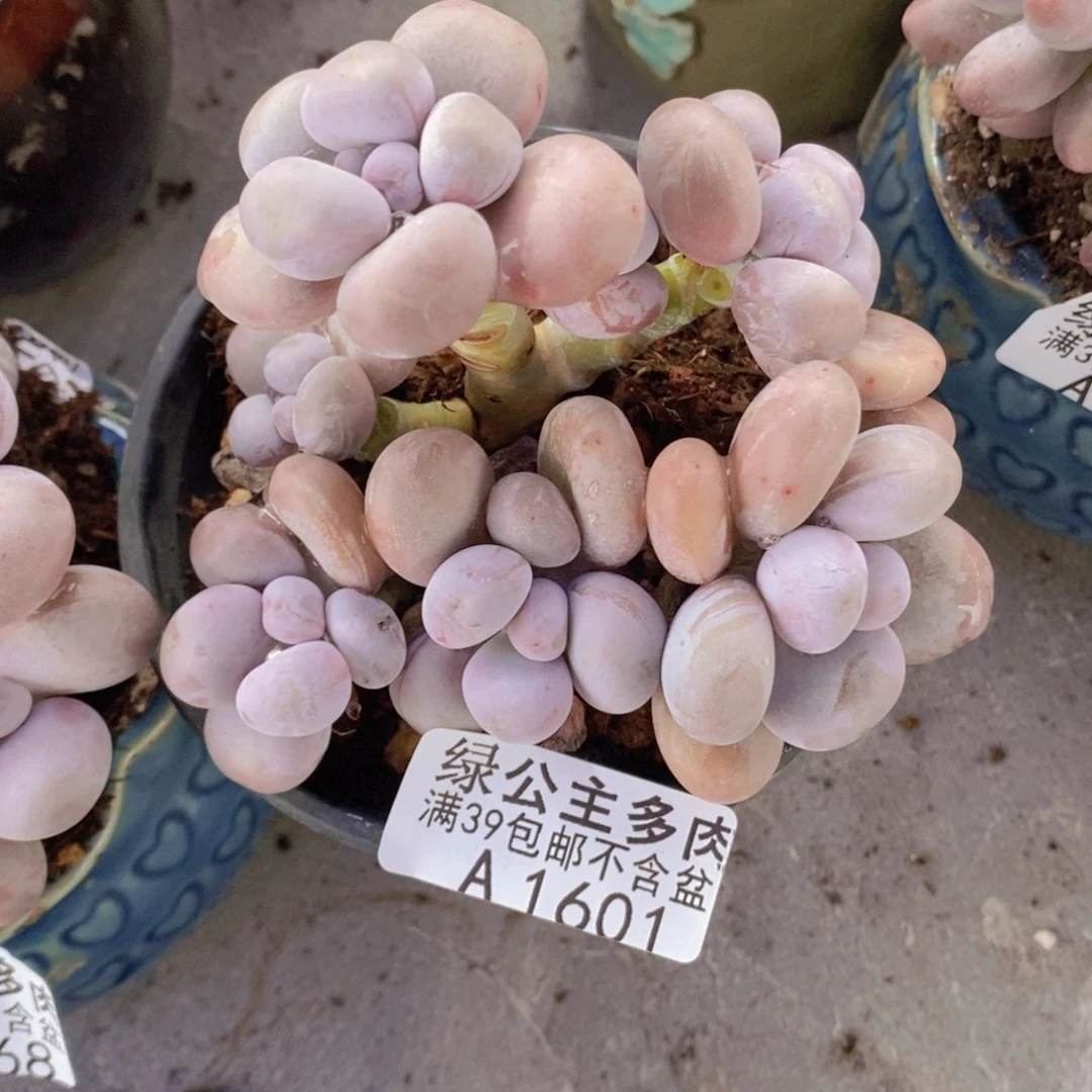 芭比奶洛8cm1601多肉植物