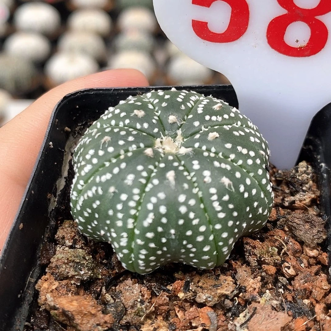 山***竹584海星兜系列产品