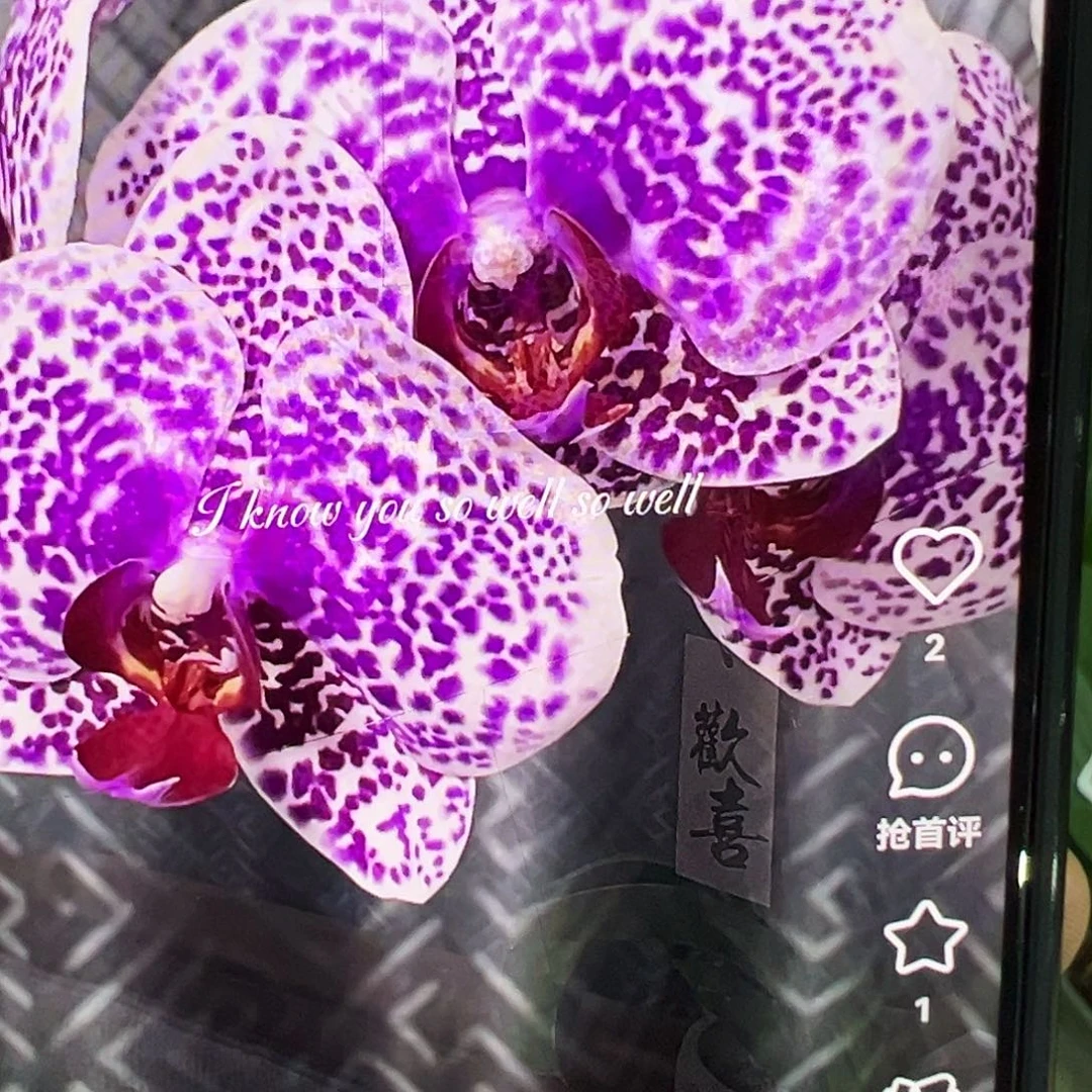 当前无花栽培后可以开花带剑太阳美人新苗