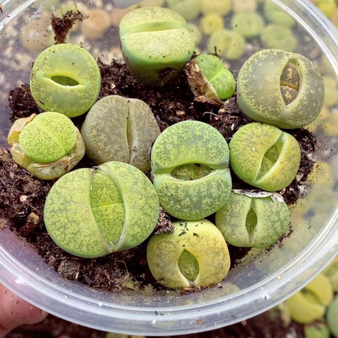 一****猪我是一只小小鸟地域鬼733