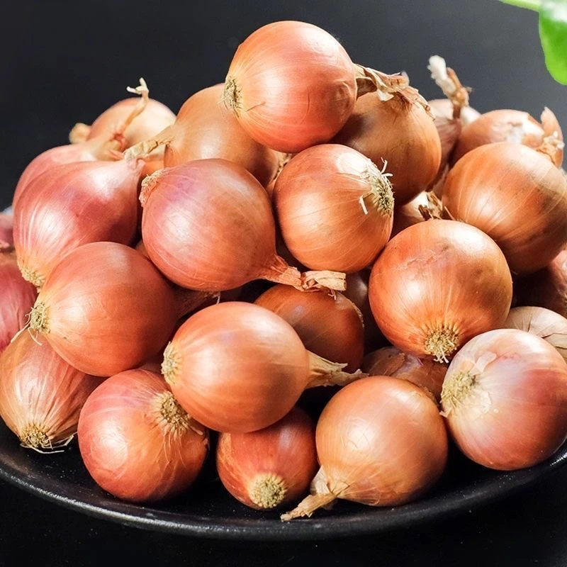 【正宗】东北毛葱新鲜毛葱现挖现发农家种植洋葱0.5/1/2/3/5斤包邮