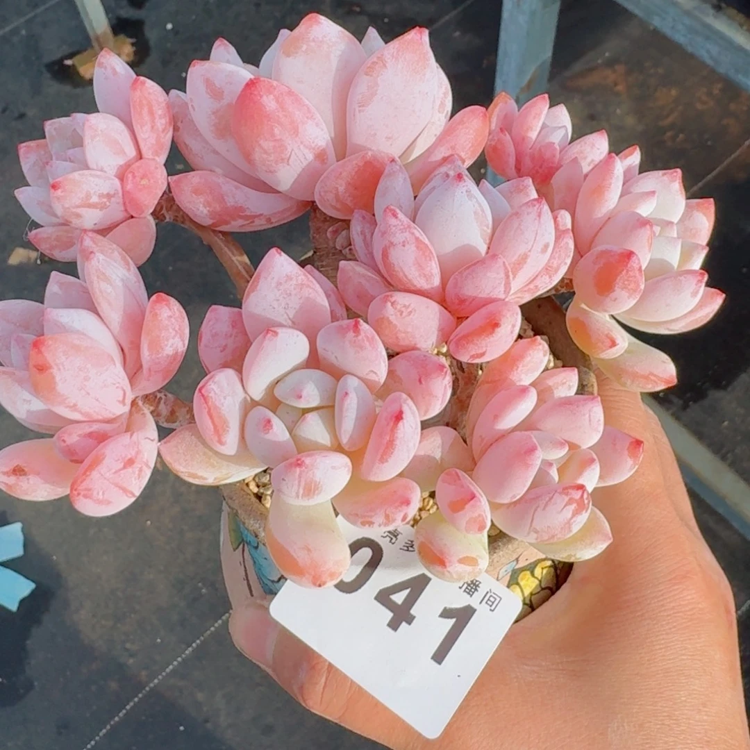 冷香群生整装无砍      愿你一路坦途，乘风破浪展宏图