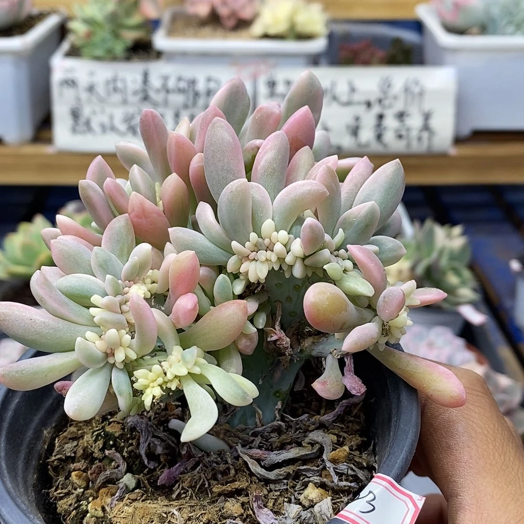 1123 醉美人锦缀 需延时发货