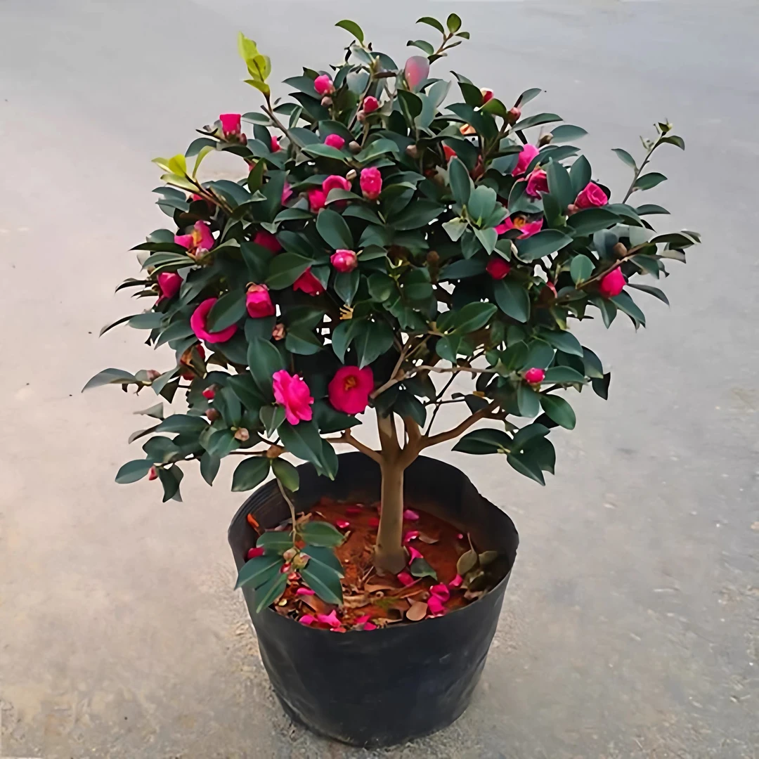 茶梅树苗带花苞茶花茶梅盆栽南北方耐寒花卉阳台庭院四季常青植物