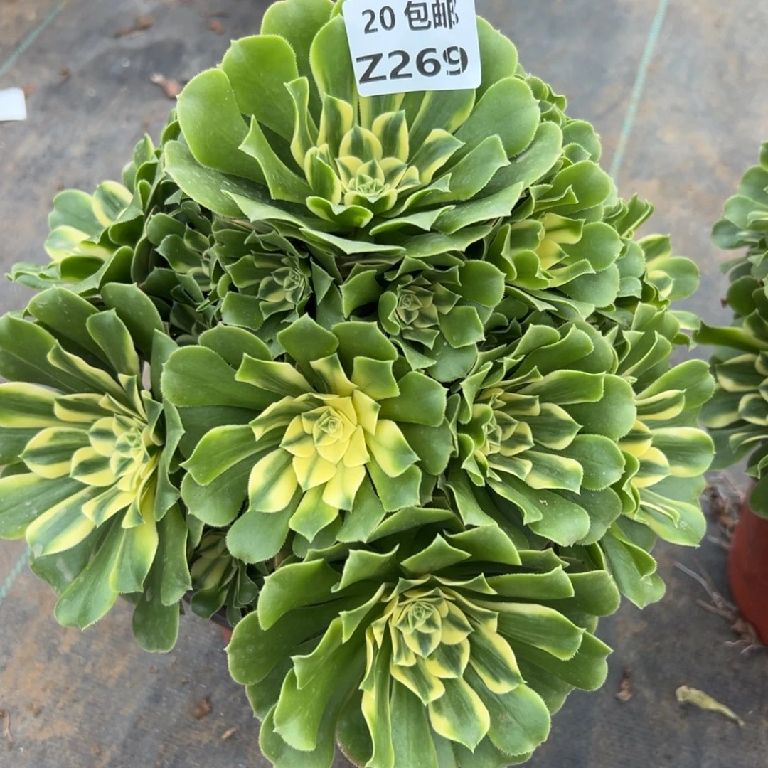 269新尼亚，满20包邮嘟叮熊