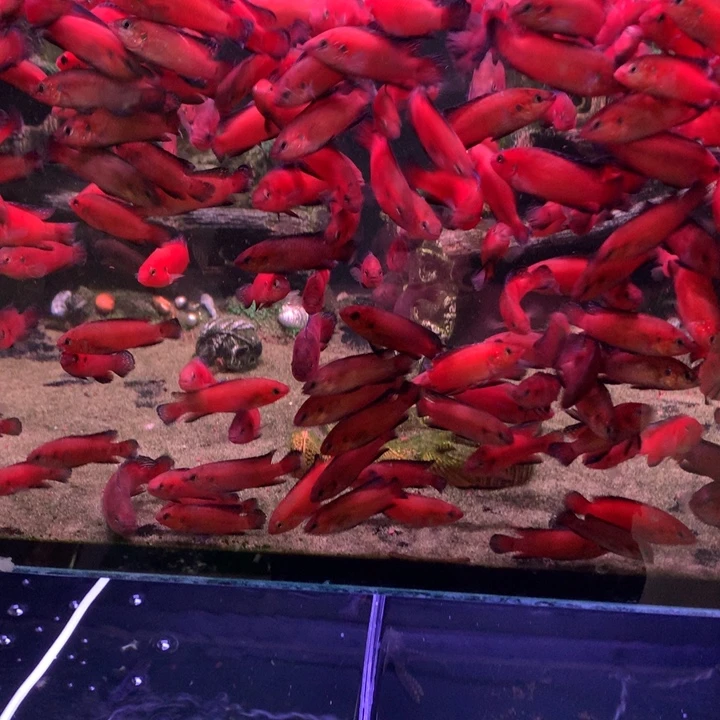 红宝石鱼5-6厘米直播图卡4条