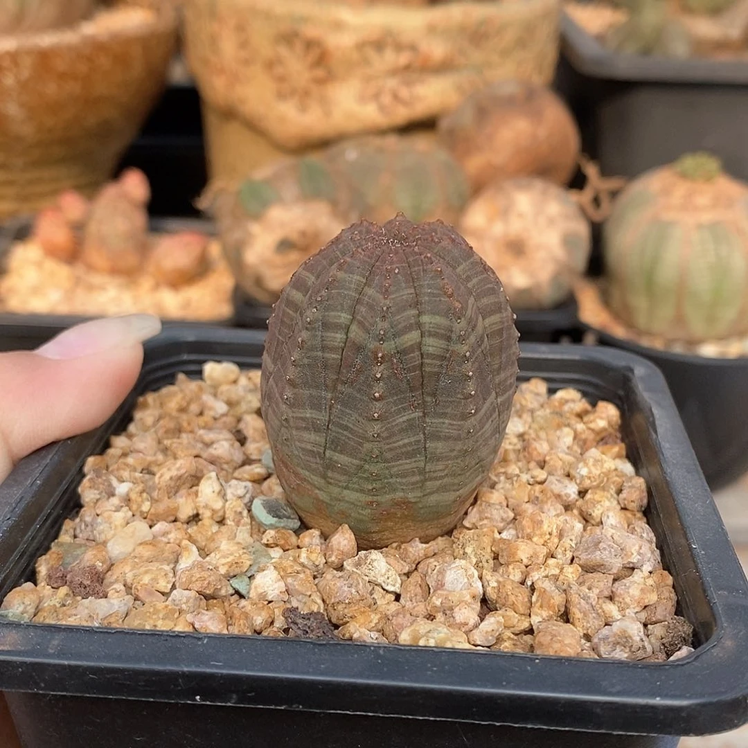 欧系布纹球多肉植物