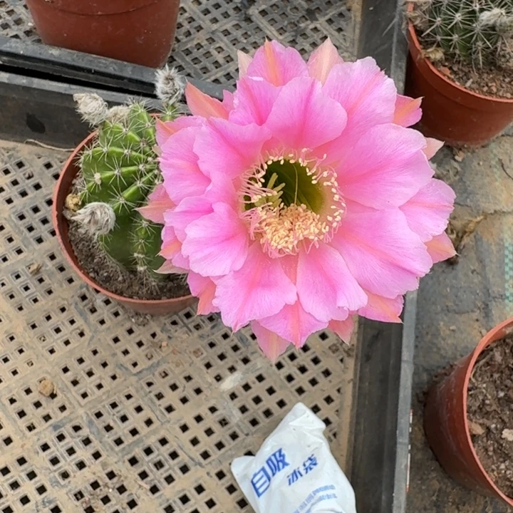 411实生彩草瘦脱土掰花斑