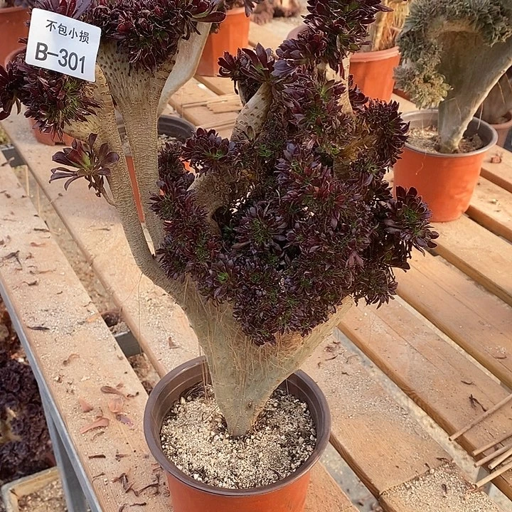 301 黑法师缀高38 公分带虫咬