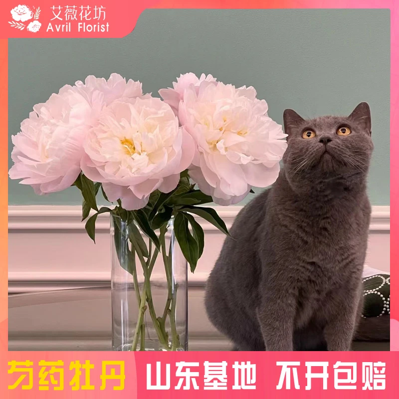 『现货-美国小姐』芍药鲜花  芍药鲜切花 山东基地直发