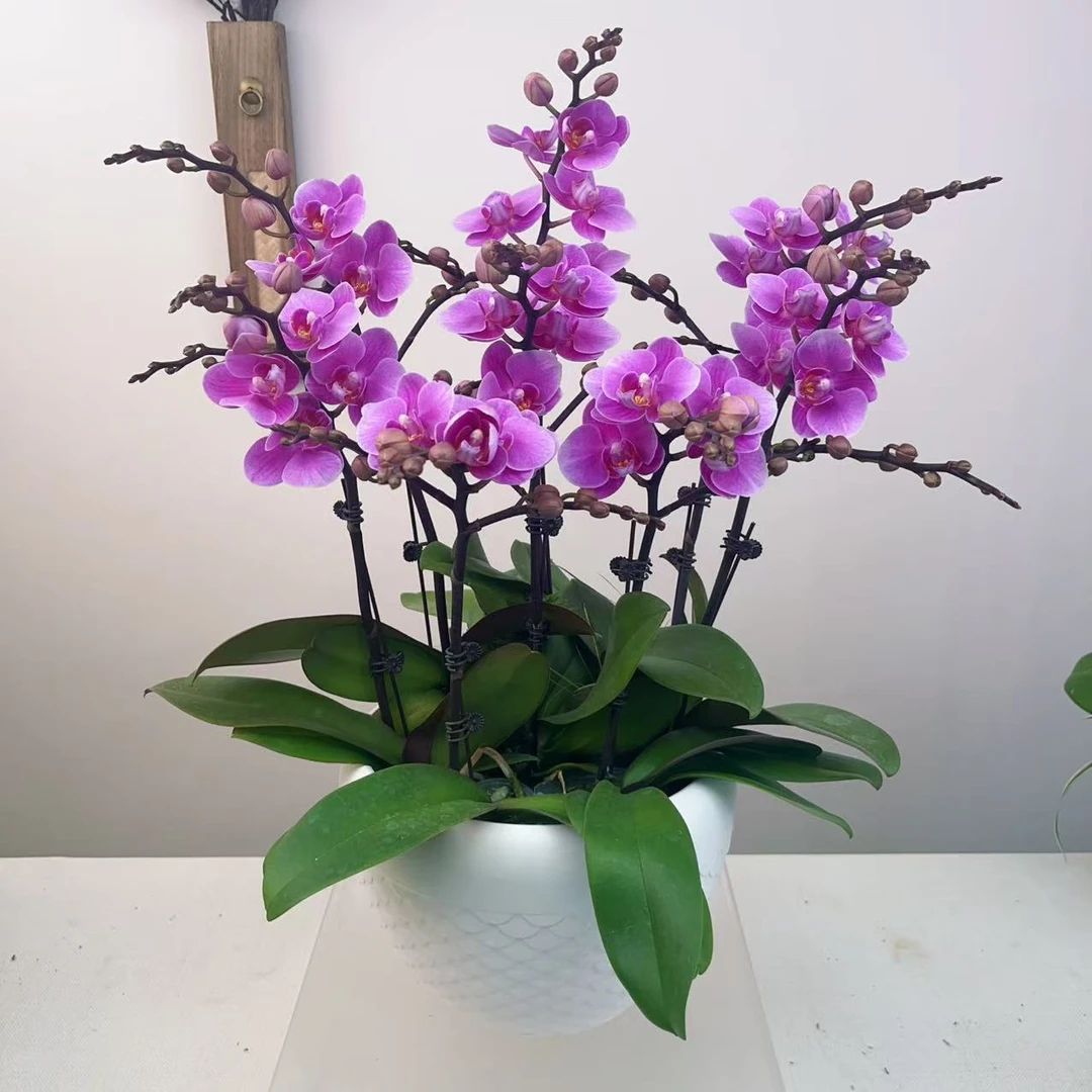 【喜鹊01】精品蝴蝶兰高端长花期花卉盆栽-婚宴