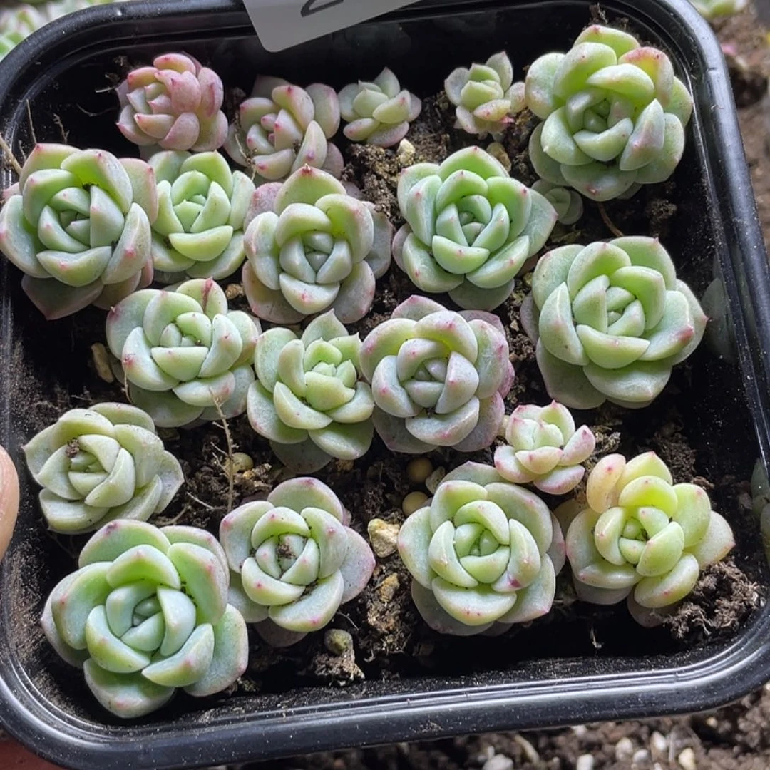 cm珍妮混一物一拍233