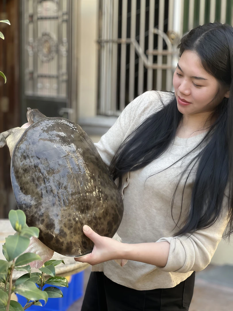 (顺丰包邮)13斤特大水库甲鱼甲鱼鲜活甲鱼火锅煲汤红烧老鳖珍珠鱼