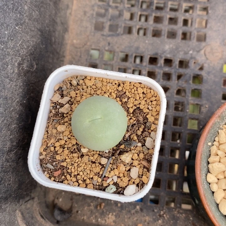 伯克利和格蕾纳等著名音乐