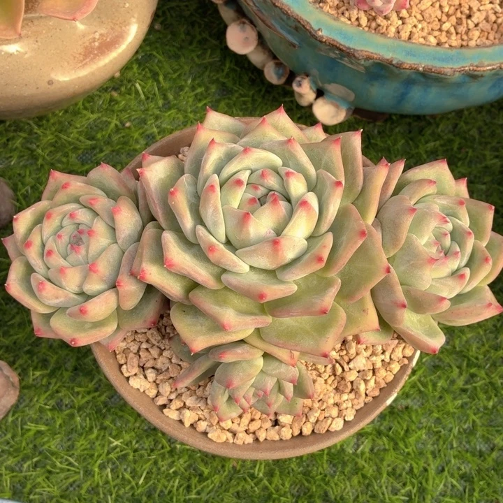 多肉植物 祖母绿-4