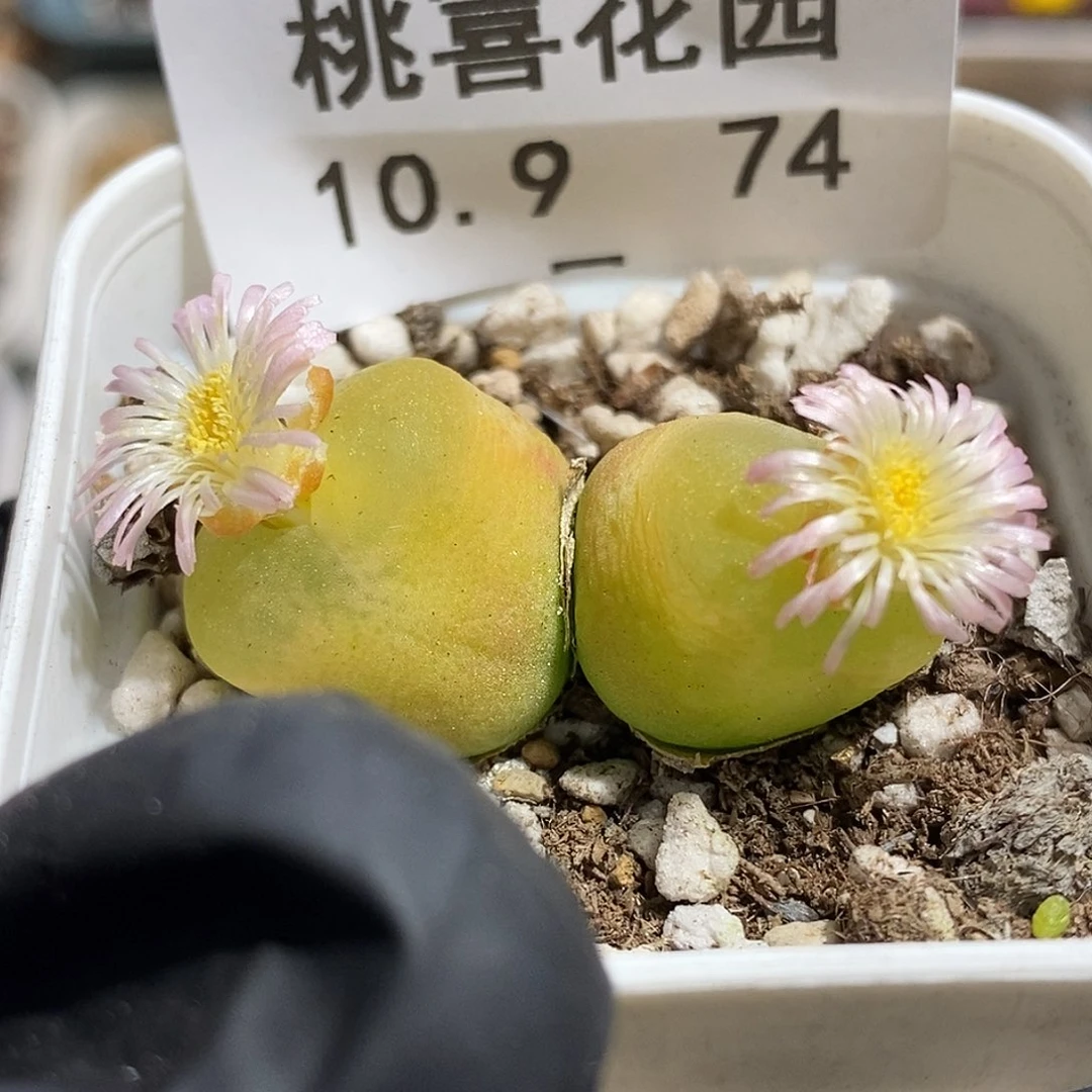 1009-74-毛福利。