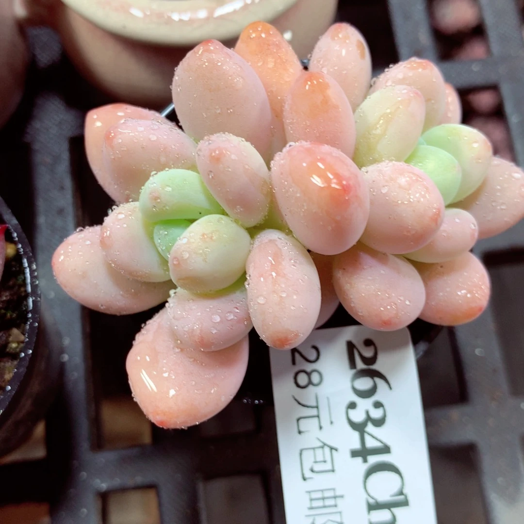 5厘米盆精控多肉2634