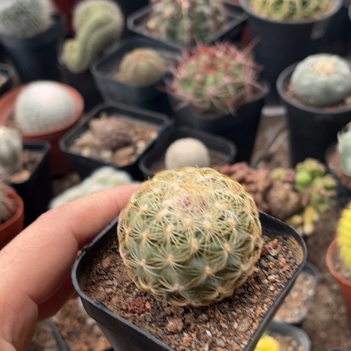 仙人球一物一拍实生