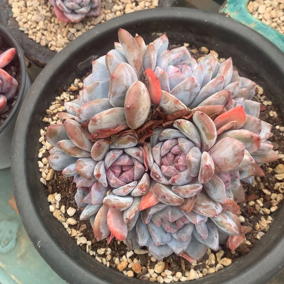 无花朵青丽花花花花花花花