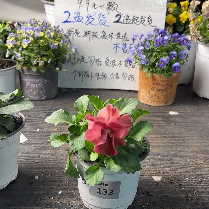 当前无花朵，栽培后可花朵133号