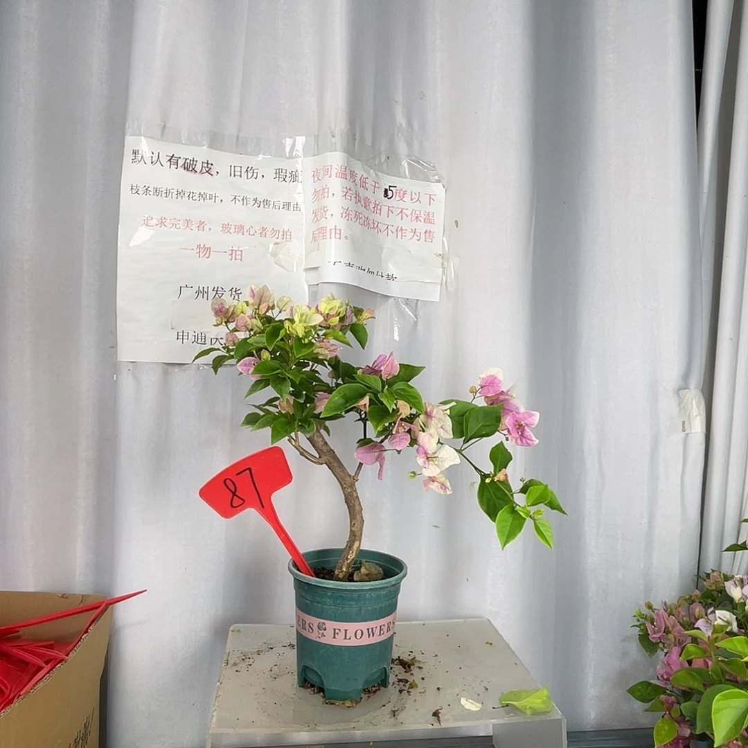 当前无花栽培后可以开花87广红樱盆苗，有破皮