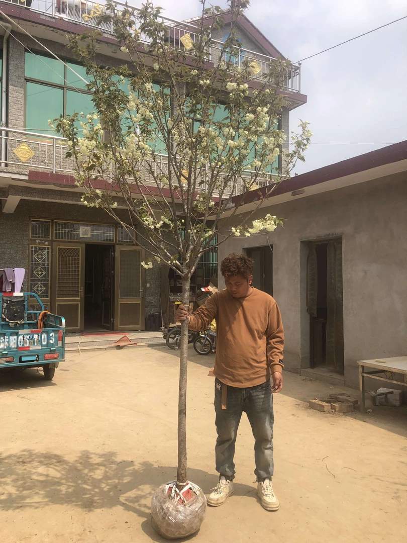 品种樱花，绿樱花，少见品种，数量不多，6公分左右粗度，高度3米左右