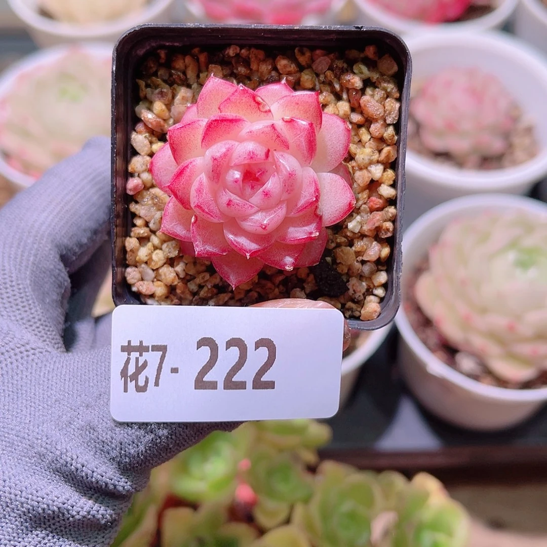 花07-222女王微瑕