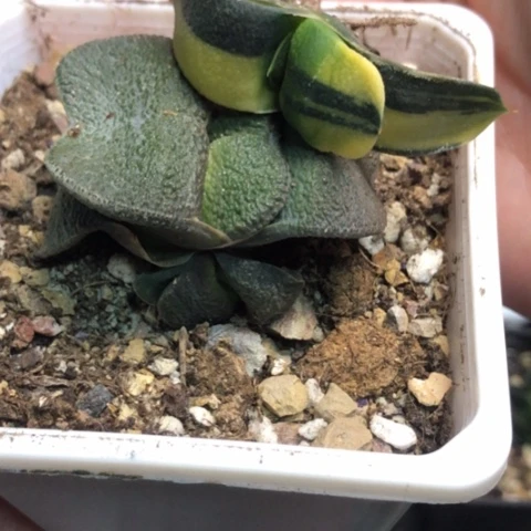 相*痕哈哈哈哈哈哈哈哈哈哈