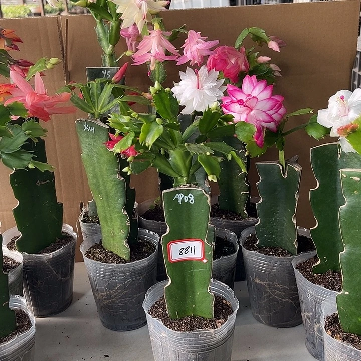 咕***噜当前无花朵，栽培后可花朵ap08