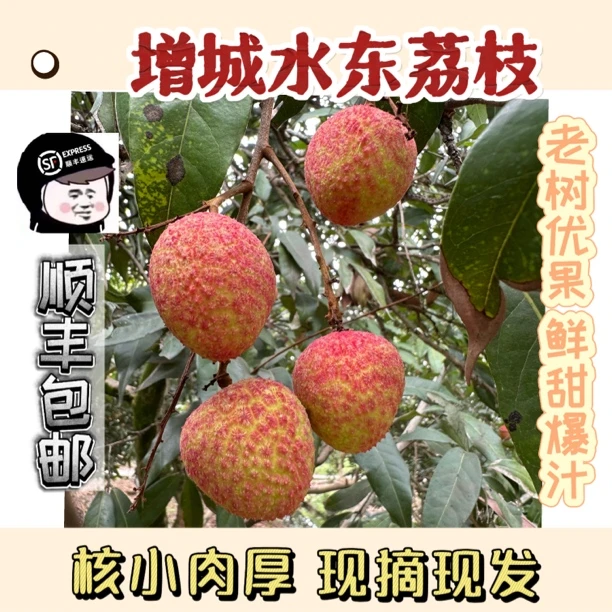 【广东省内】增城水东荔枝净果约4斤 核小肉厚