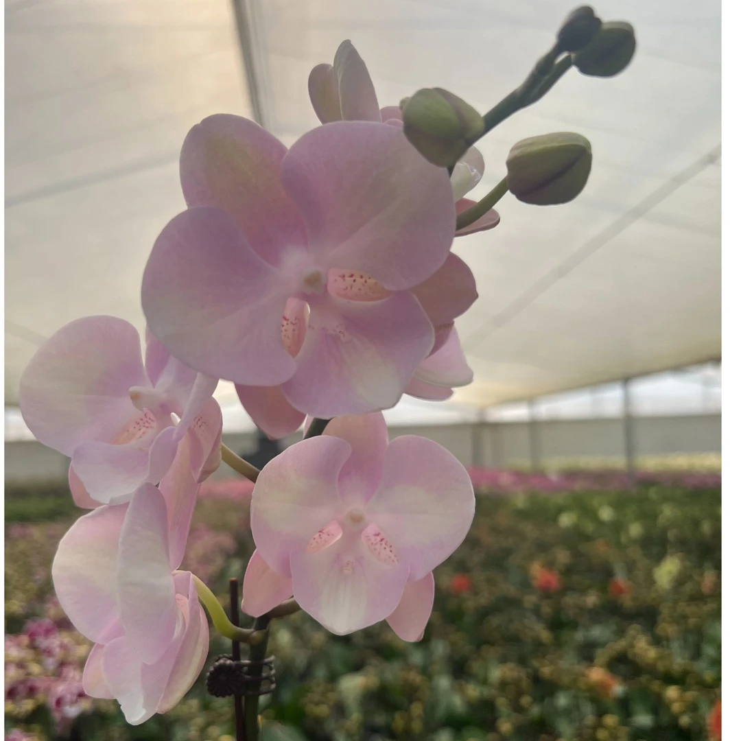 《威尼斯》蝴蝶兰浅粉色 带花花苞 基地直发