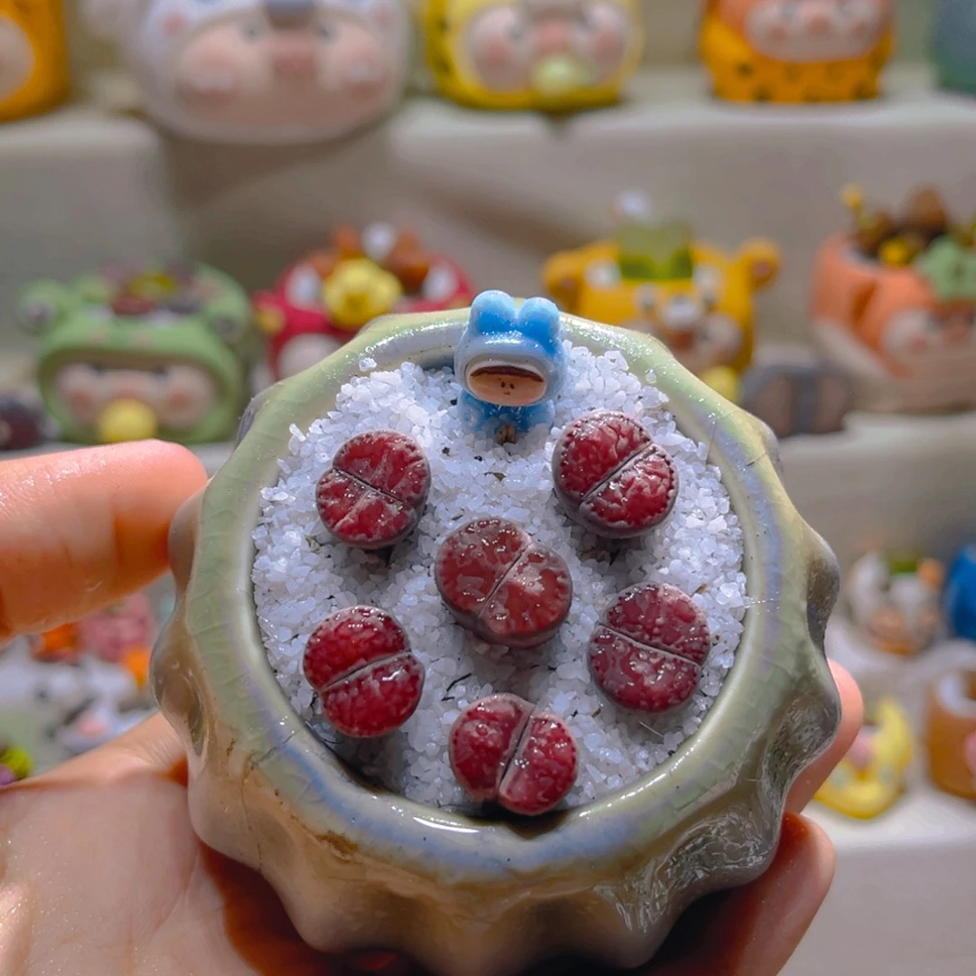 146紫菊拼盘带盆带土