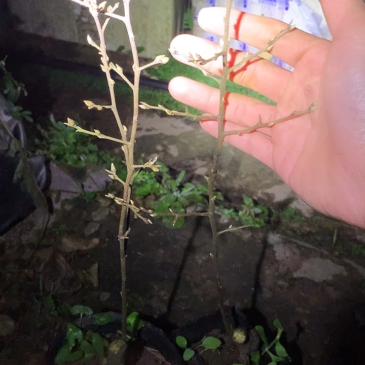 无花朵218加四季逍遥