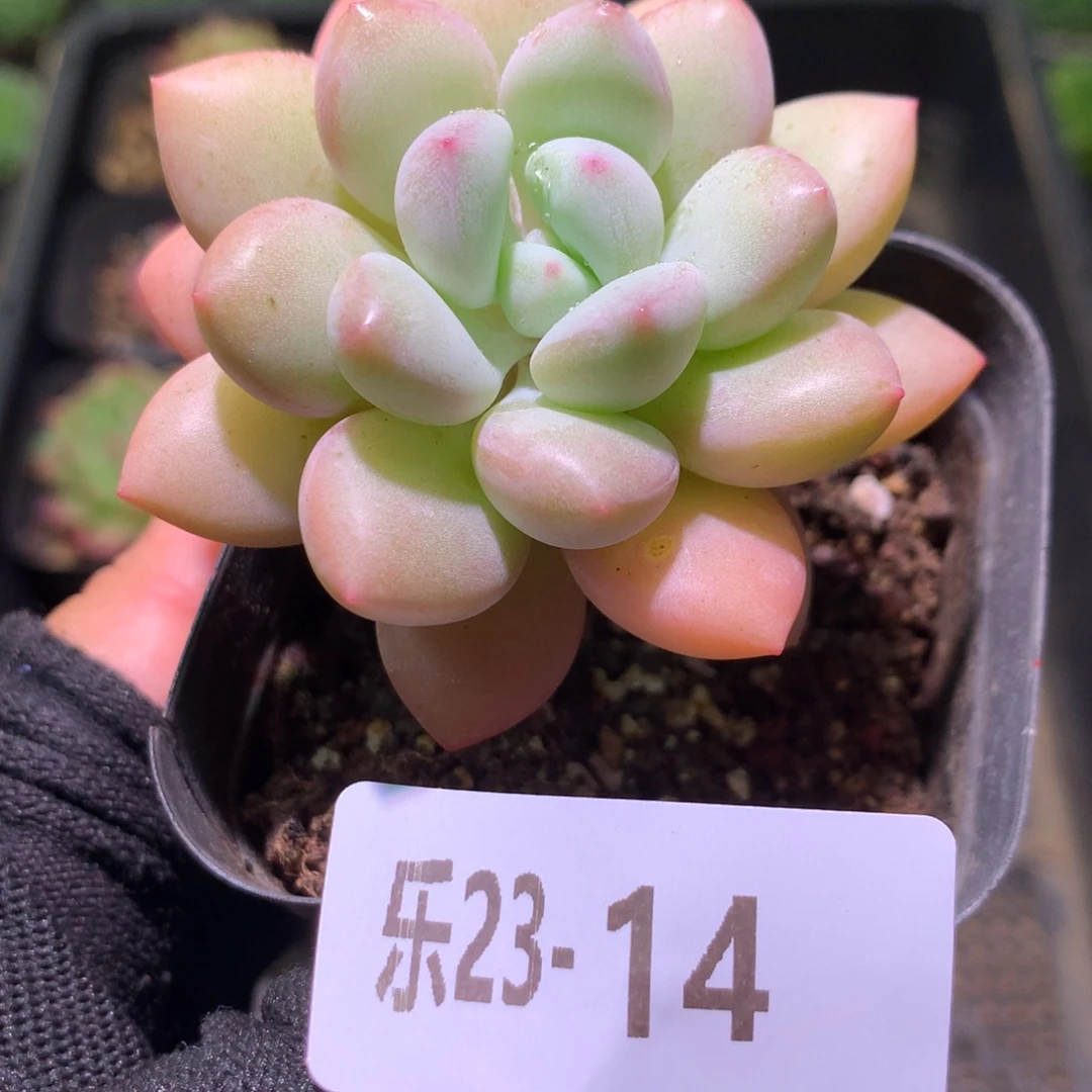 乐然23-14 泡泡糖