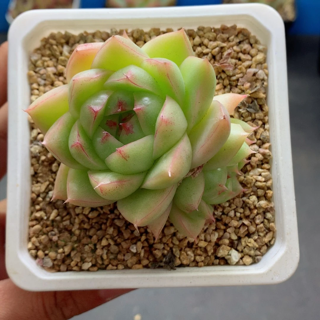 58包邮  群生不包整31