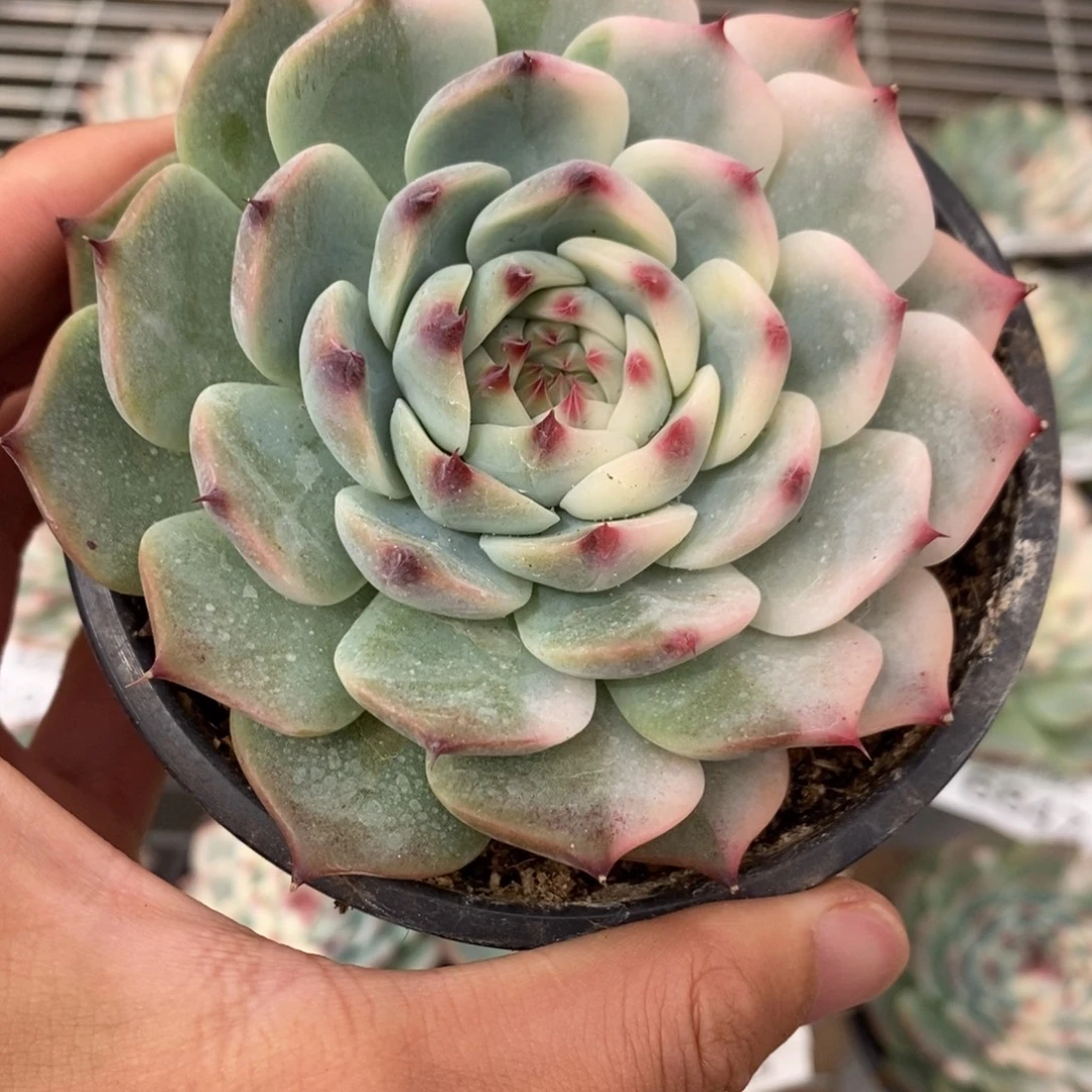 吉娃娃锦多肉植物6857