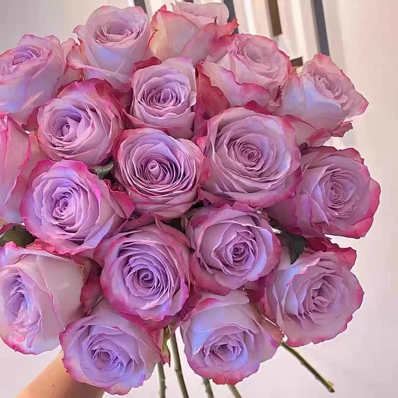 【超新品】气场 云南玫瑰花苗大花浓香四季开花卉绿植盆栽植物