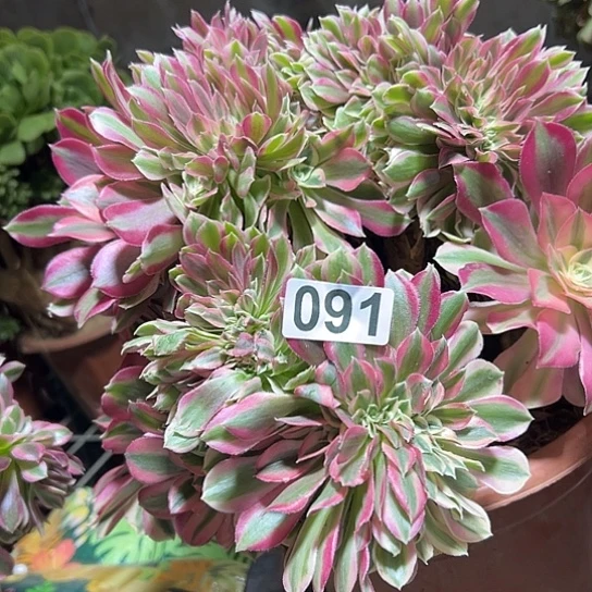 无***语多肉植物一女巫091