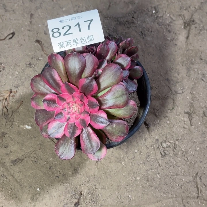 8217荔枝庄桥的人多肉