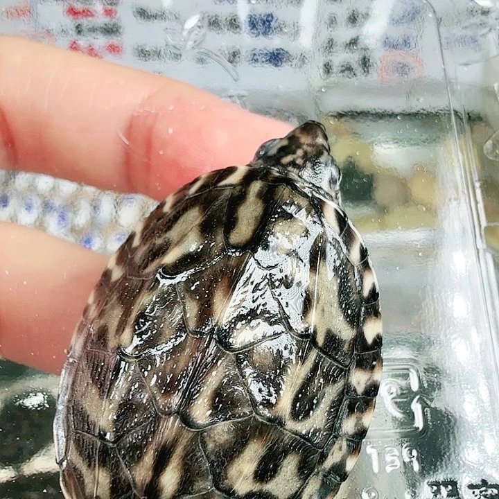 不分公母蛋龟墨蛋1180