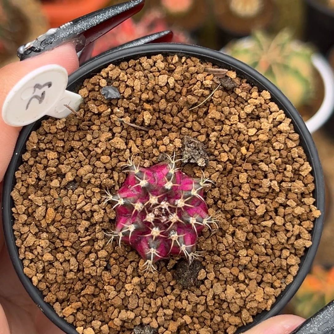 23 小海神 带盆土发货