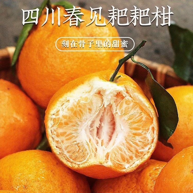 正宗四川春见耙耙眉山产区应季新鲜现摘现发柑橘