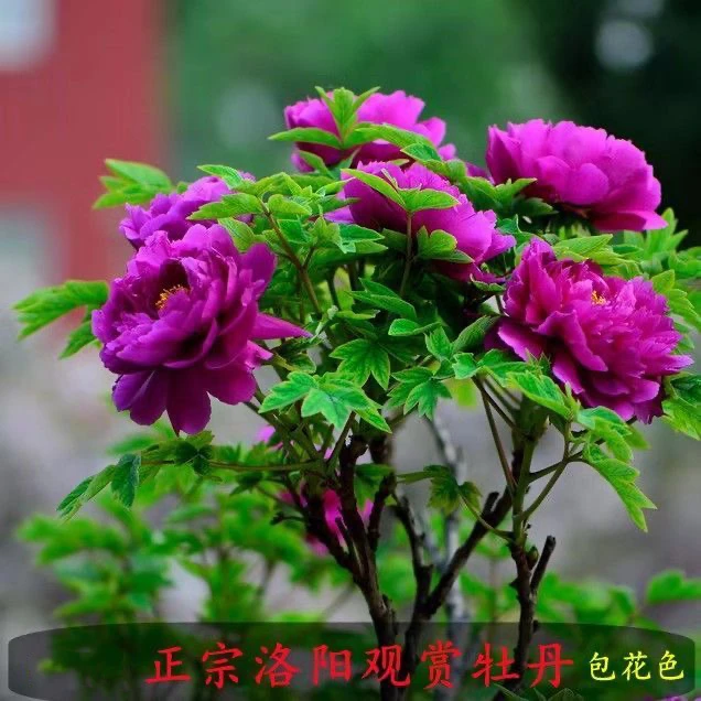 【魏紫】正品洛阳重瓣大花牡丹盆栽观赏花卉耐寒好养适合种植