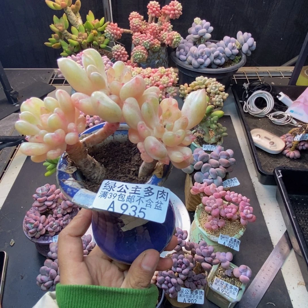 935比尔盖茨多肉7c m