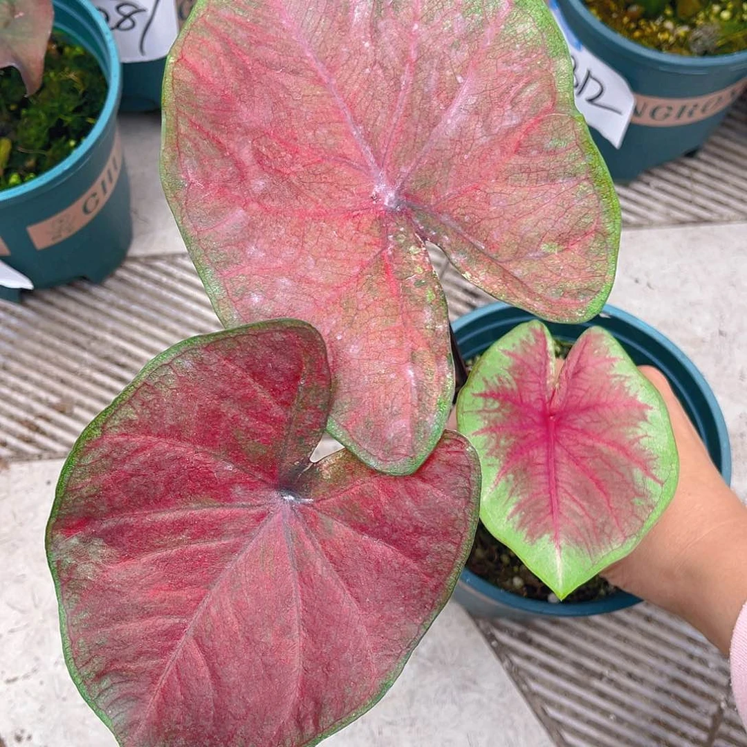 完全开放泰彩一物一拍3410