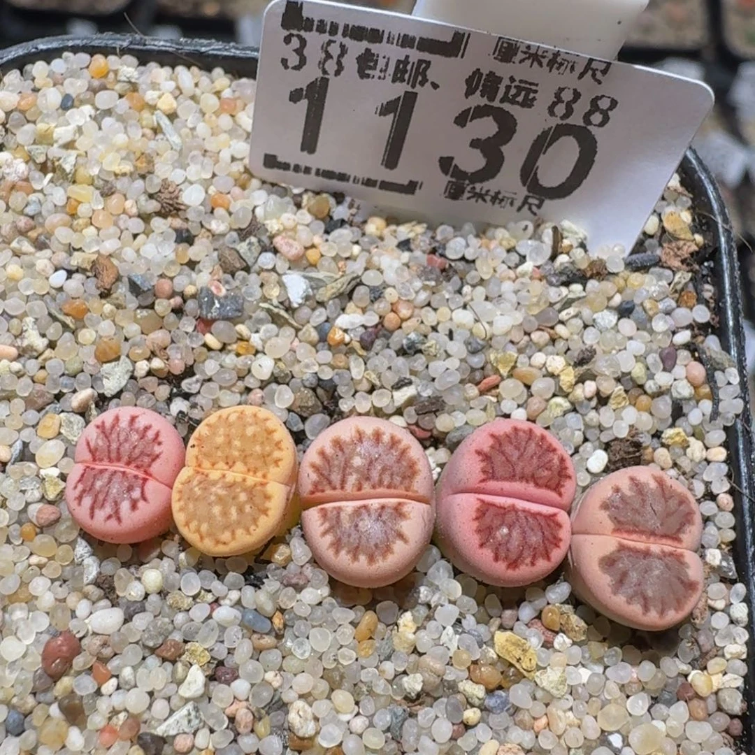 zzzz精品生石花1130