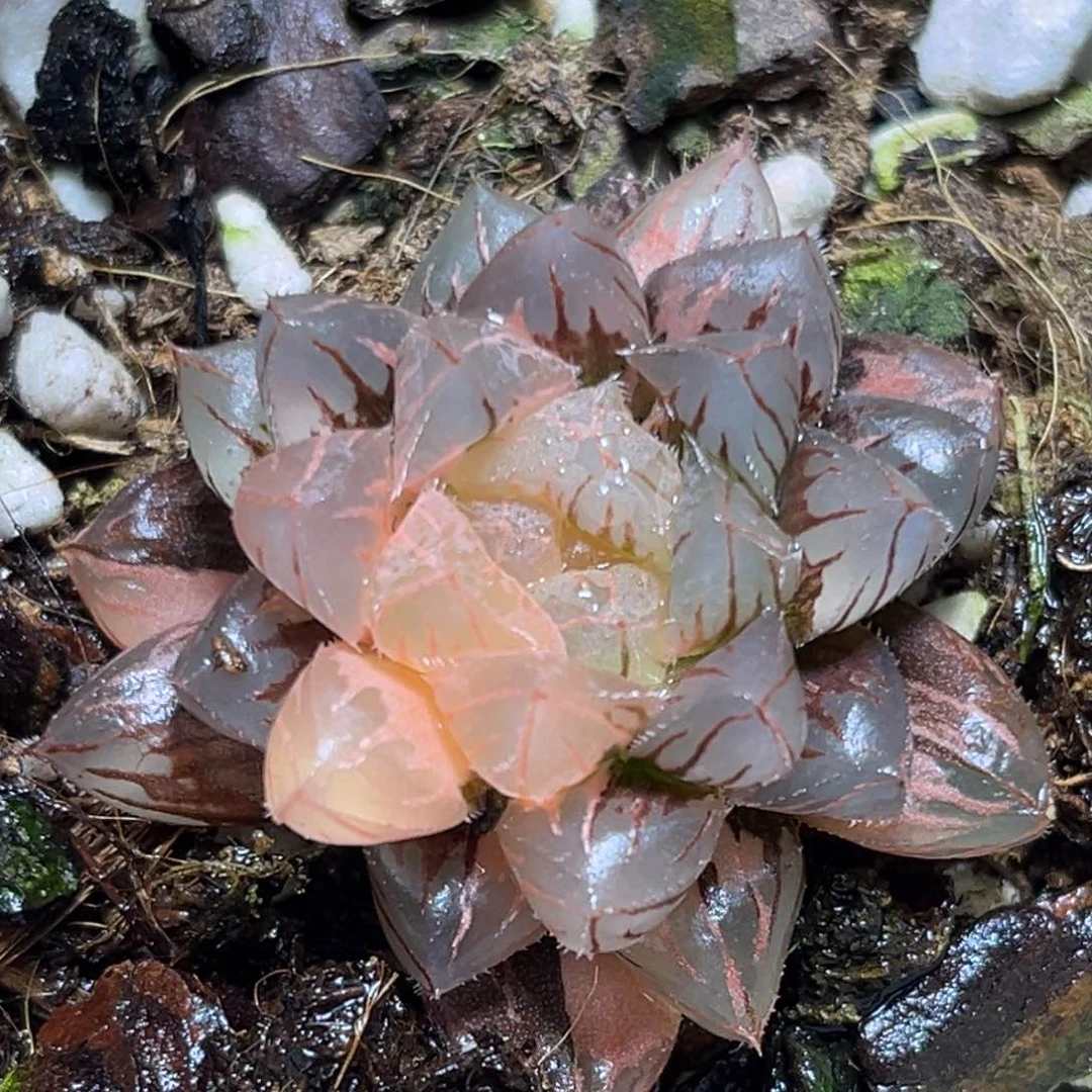 恭喜发财大吉大利0195