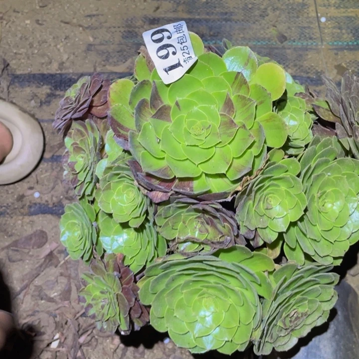 花月夜多肉植物1999