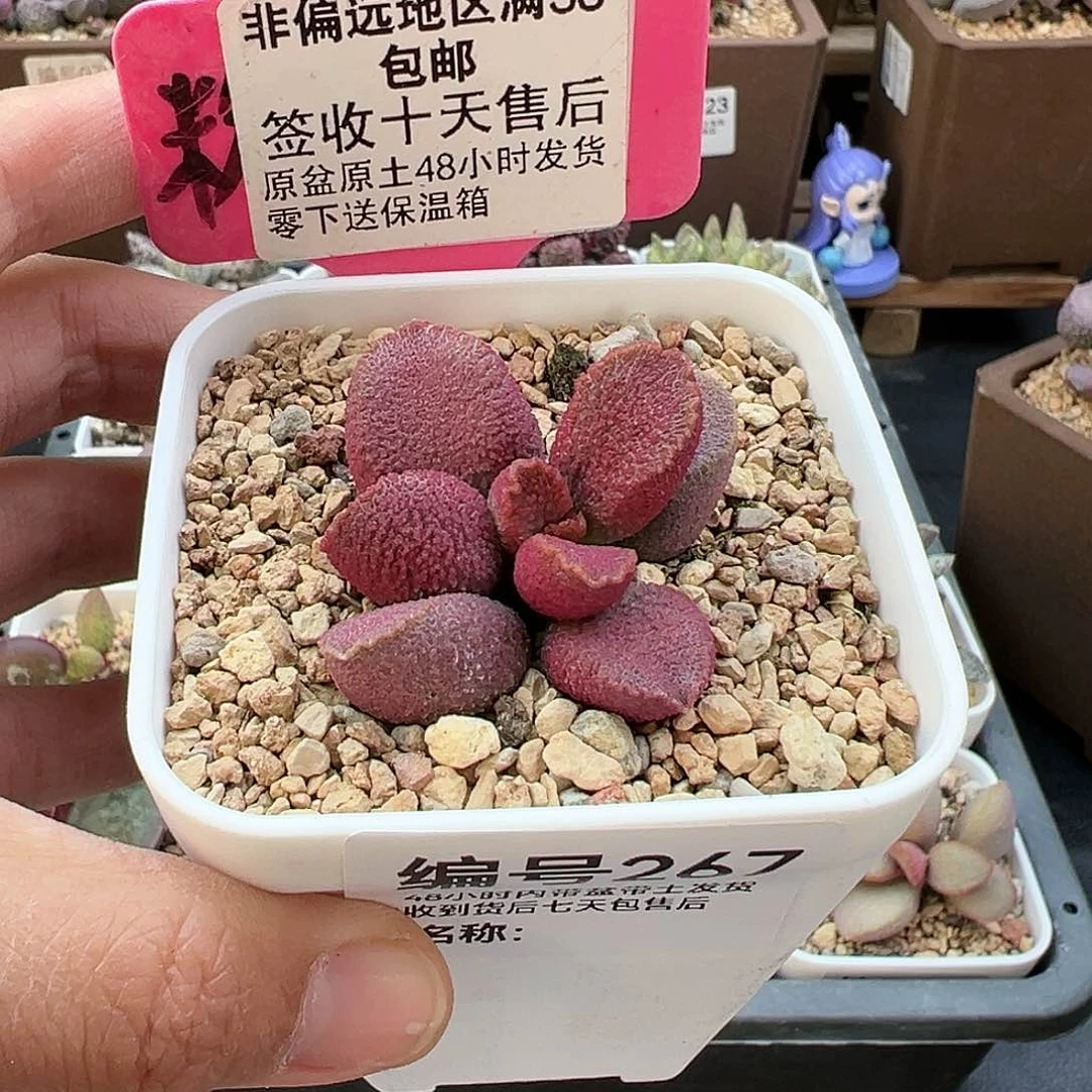 267赛猪肝多肉植物
